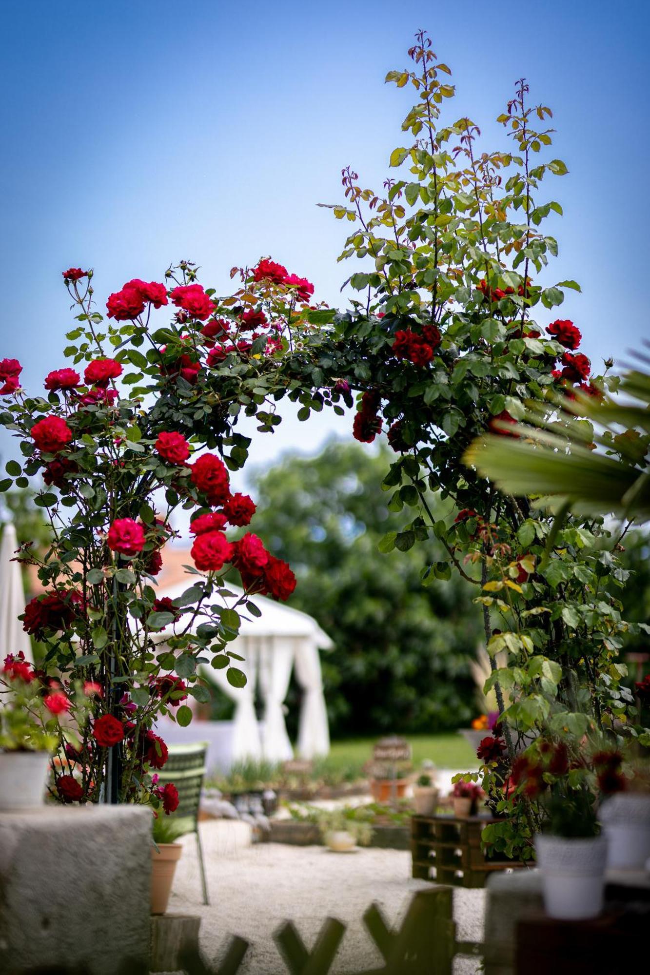 Villa Nada Lovran Εξωτερικό φωτογραφία
